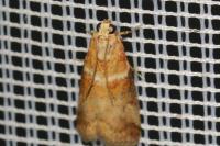 Acrobasis tumidana