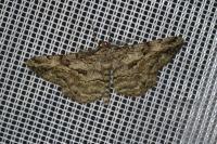 Peribatodes rhomboidaria rhomboidaria