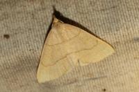 Paracolax tristalis