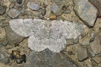 Charissa pullata