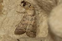 Hoplodrina superstes
