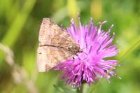 Euclidia glyphica