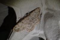 Hypomecis punctinalis