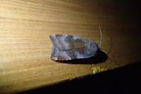 Noctua janthe/janthina