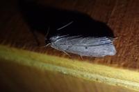 Pachycnemia hippocastanaria hippocastanaria