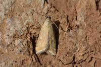 Loxostege sticticalis