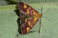 Pyrausta purpuralis