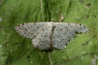 Scopula marginepunctata