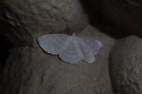 Cabera exanthemata