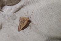 Stemmatophora brunnealis