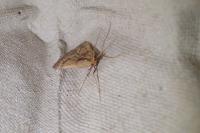 Stemmatophora brunnealis