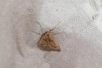 Stemmatophora brunnealis