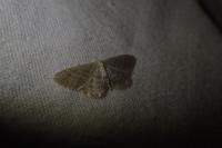 Idaea subsericeata