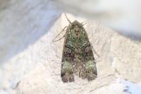 Anaplectoides prasinus