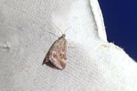 Pyrausta despicata