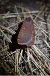 Noctua pronuba