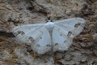 Scopula ornata