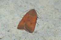 Noctua interjecta