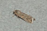 Spodoptera exigua