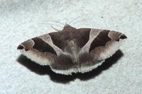 Dysgonia algira