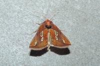 Plusia festucae
