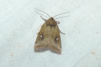 Amphipoea fucosa