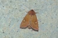 Amphipoea fucosa
