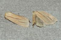 Mythimna impura