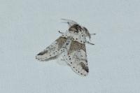 Furcula furcula