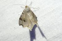 Macaria alternata