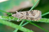 Nomophila noctuella