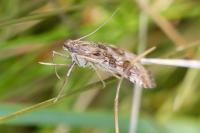 Nomophila noctuella