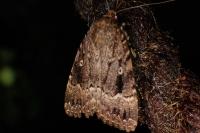 Amphipyra pyramidea/Amphipyra berbera