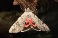 Catocala electa
