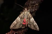Catocala promissa