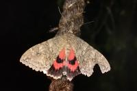 Catocala nupta