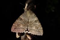 Catocala nupta