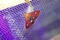 Pyrausta aurata
