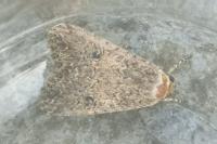 Anarta trifolii