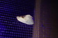 Cilix glaucata/hispanica