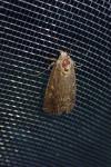 Spodoptera exigua