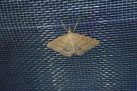 Psammotis pulveralis