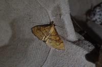 Anania verbascalis