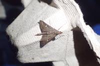 Dolicharthria punctalis
