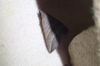 Colobochyla salicalis