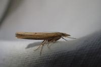 Pediasia contaminella