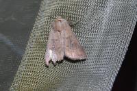 Mythimna albipuncta