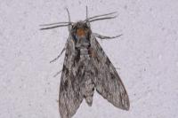 Agrius convolvuli