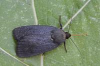 Amphipyra livida