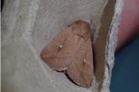 Mythimna ferrago